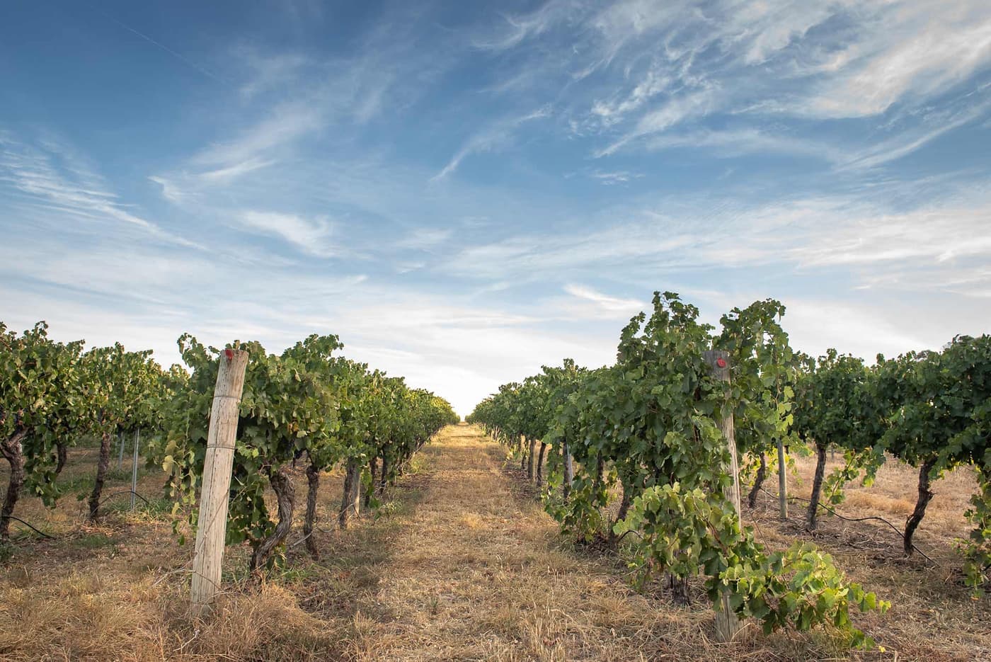 Printhie Wines
